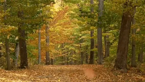 Medicinal Plant Walk: Local Trees